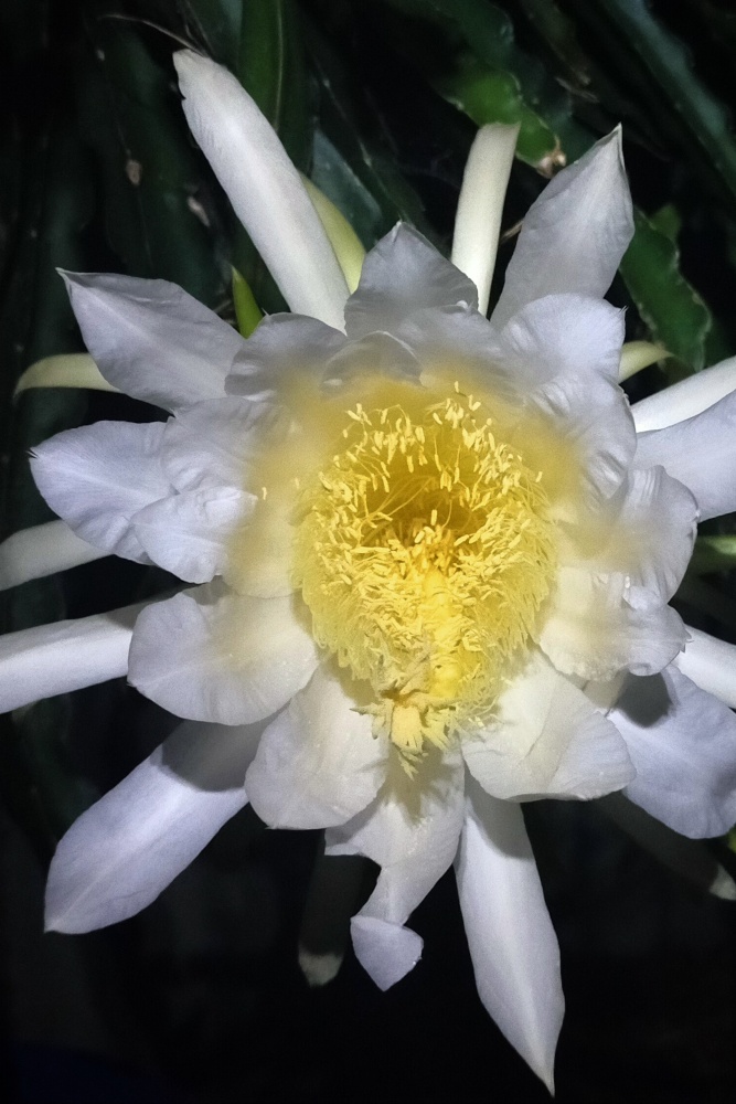 Night Flower